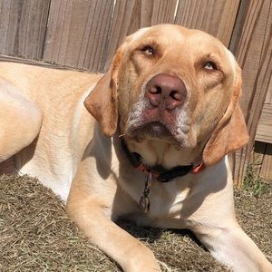 Meet your Posher, Jake